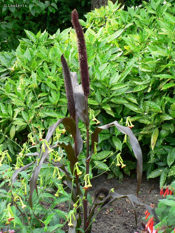  - Milium Purple Majesty - 