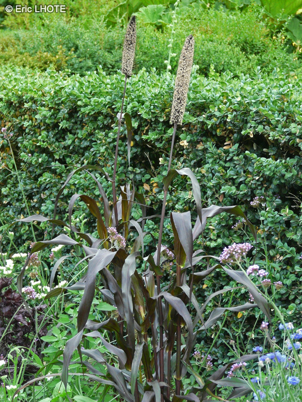 Poaceae - Milium Purple Majesty - Millet ornemental pourpre