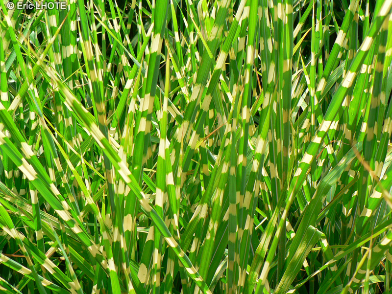  - Miscanthus sinensis Zebrinus - 
