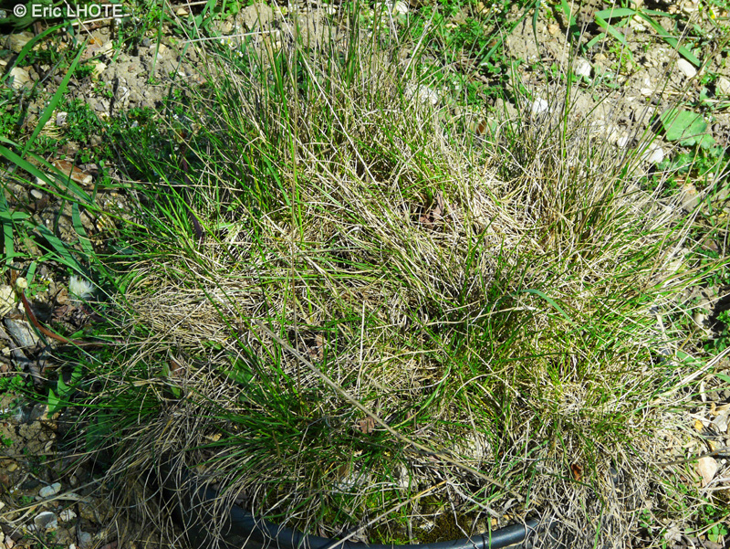 Poaceae - Nardus stricta - Nard serré