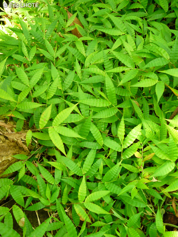 Poaceae - Opisnenus hirtellus - Opisnenus hirtellus