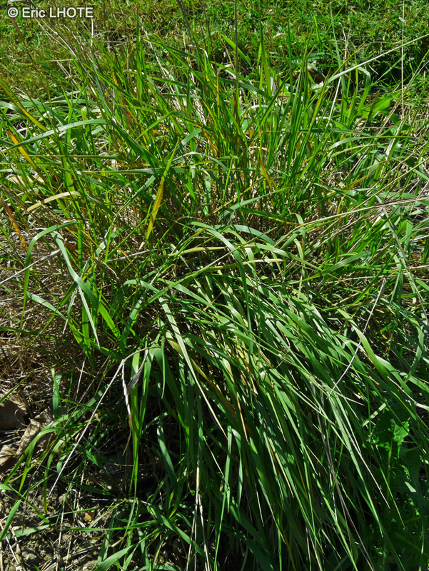 Poaceae - Panicum bulbosum - Panic bulbeux