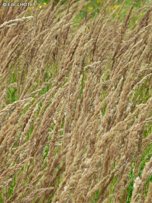 Poaceae - Phalaris arundinacea - Baldingère faux-Roseau, Alpiste faux-Roseau