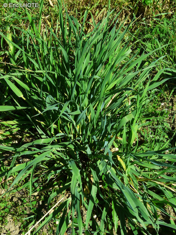 Poaceae - Phalaris minor - Petit Alpiste, Alpiste mineur, Phalaris mineur