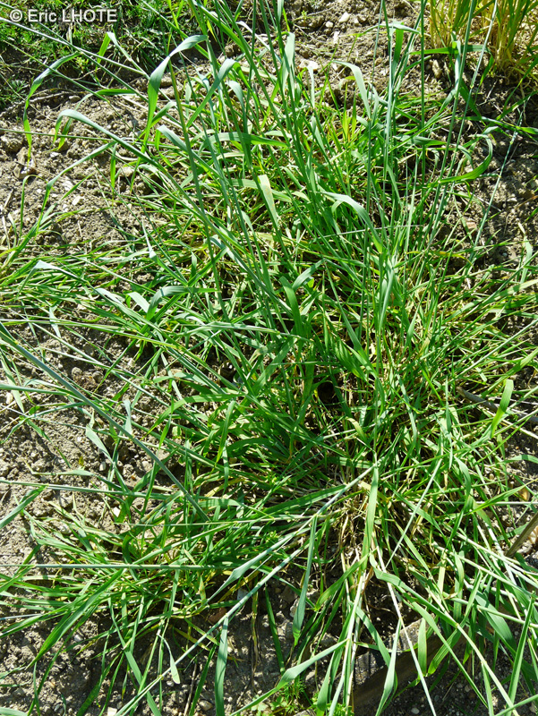Poaceae - Secale montanum - Seigle de montagne