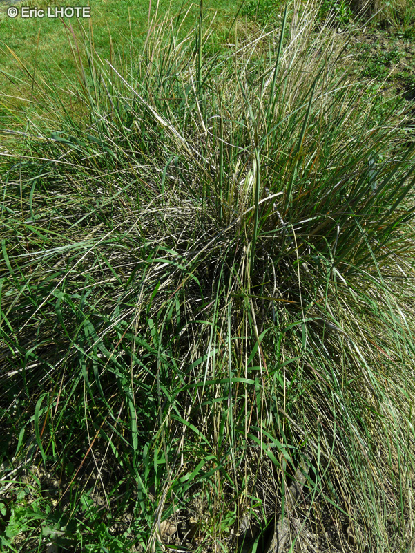 Poaceae - Stipa gigantea - Stipa géante, Avoine géante