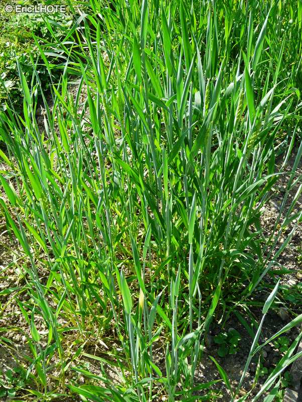 Poaceae - Triticum aestivum - Blé tendre, Froment