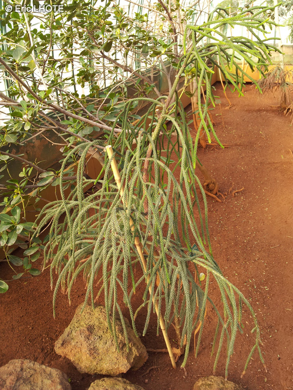 Podocarpaceae - Dacrydium araucarioides - Dacrydium