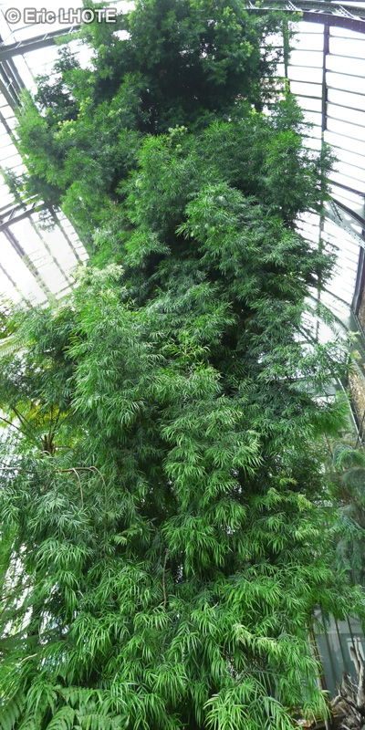  - Podocarpus elongatus - 