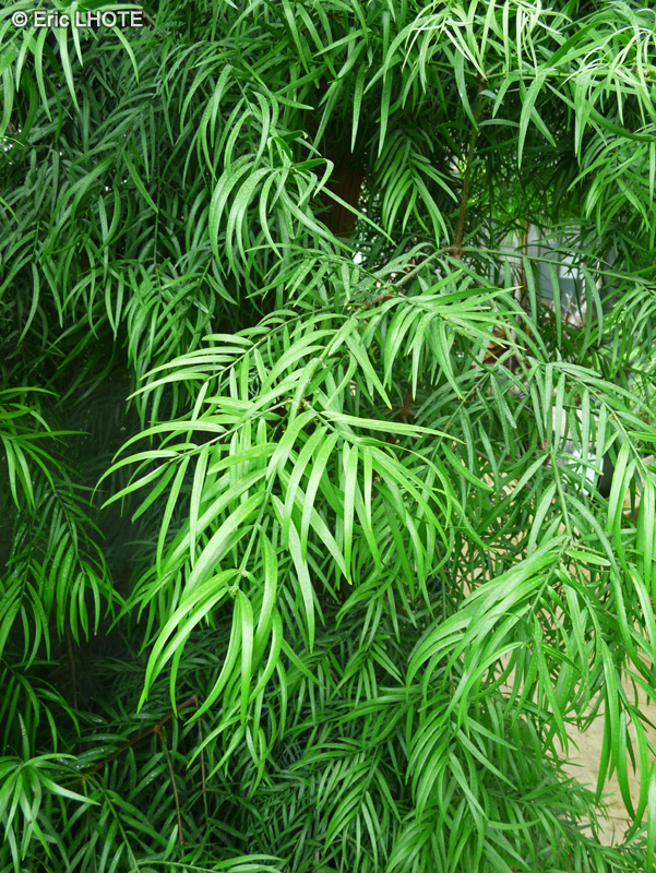 Podocarpaceae - Podocarpus elongatus - Pin des bouddhistes