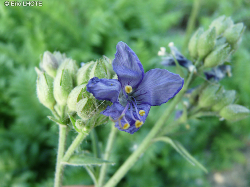  - Polemonium caeruleum - 
