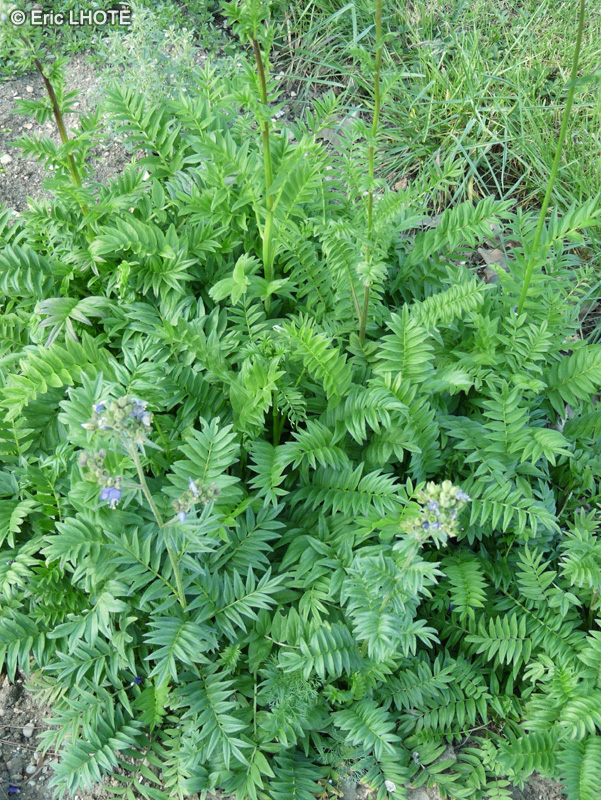 Polemoniaceae - Polemonium caeruleum - Polémoine bleue, Valériane Grecque