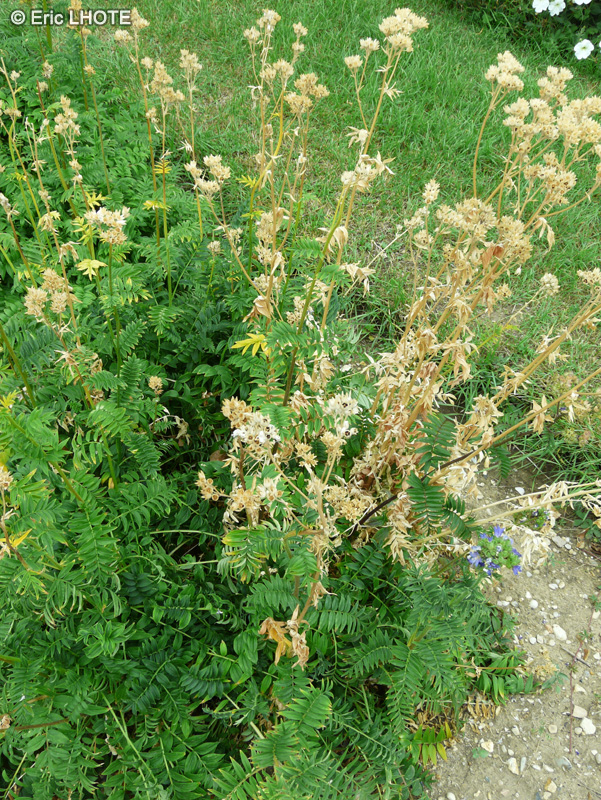  - Polemonium foliosissimum - 