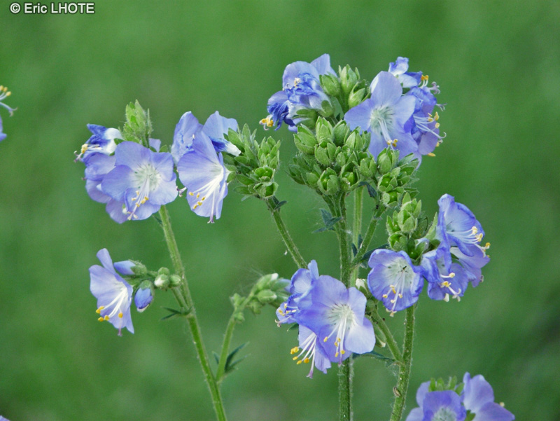 Polemoniaceae - Polemonium foliosissimum - Polémoine