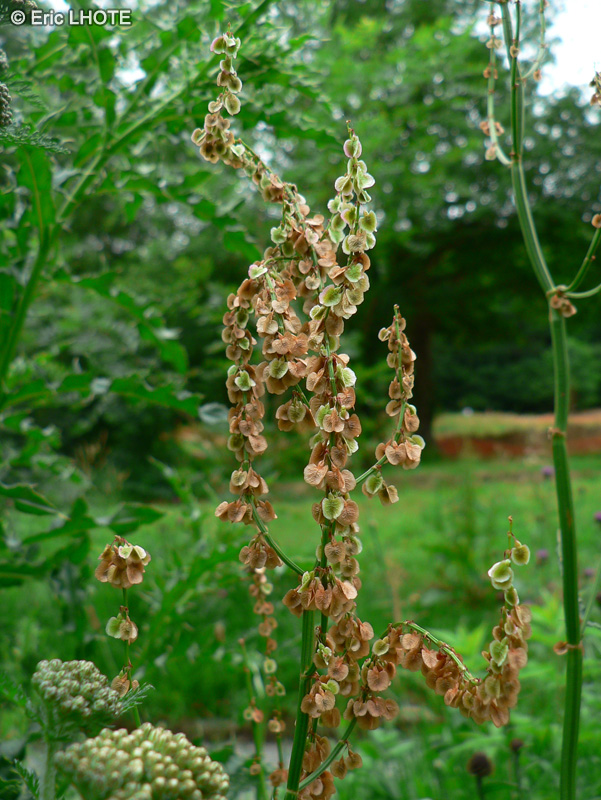 Polygonaceae - Rumex acetosa - Oseille commune, Grande Oseille, Oseille Epinard