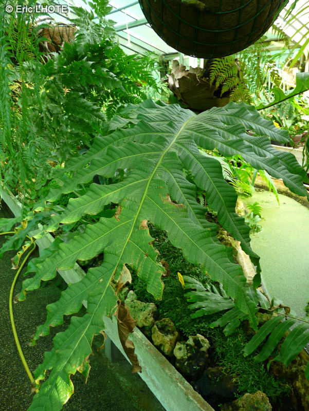 Polypodiaceae - Aglaomorpha heraclea - Aglaomorpha