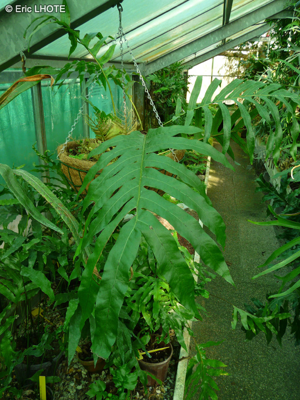 Polypodiaceae - Drynaria willdenowii - Drynaria