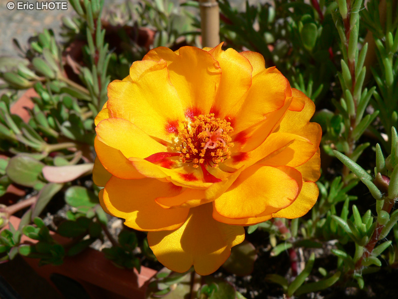  - Portulaca grandiflora - 