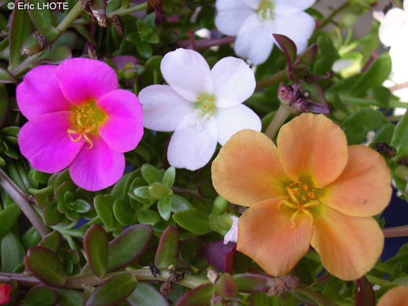  - Portulaca grandiflora - 