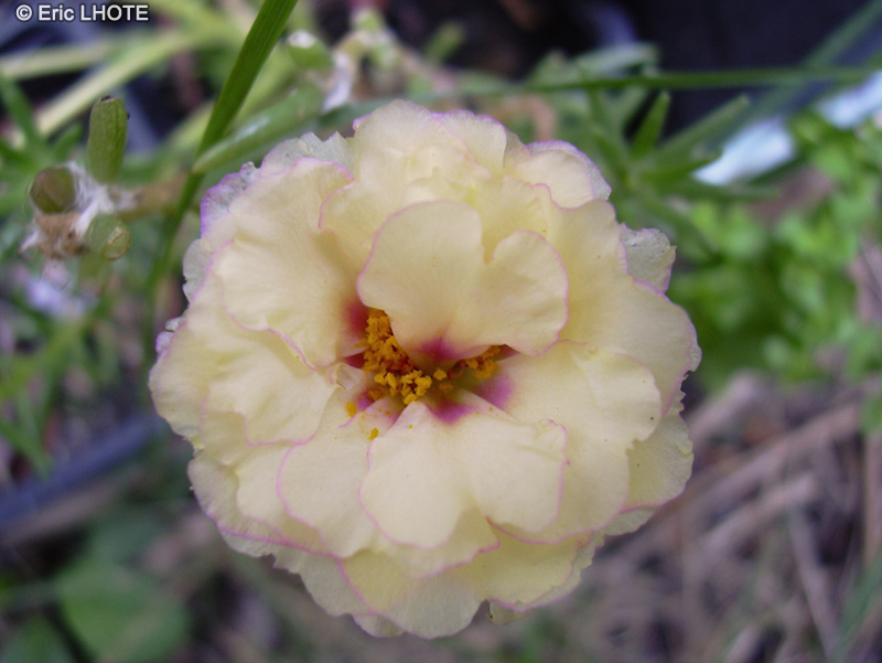  - Portulaca grandiflora - 