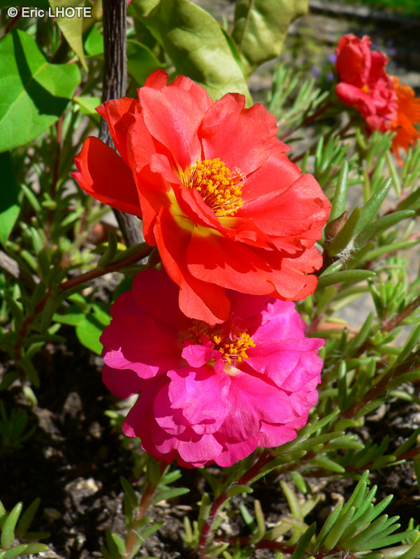 Portulacaceae - Portulaca grandiflora - Pourpier &agrave; grandes fleurs