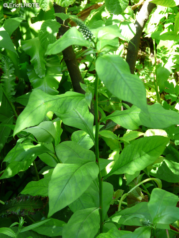 Primulaceae - Lysimachia Clethroides - Lysimaque de Chine, Lysimaque japonaise, Lysimaque à feuilles de Cléthra