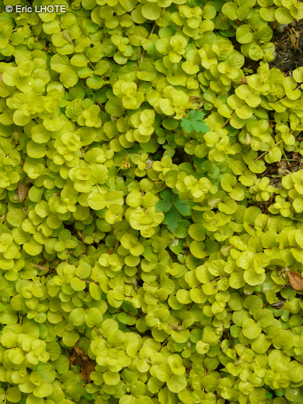 Primulaceae - Lysimachia nummularia Aurea - Lysimaque nummulaire