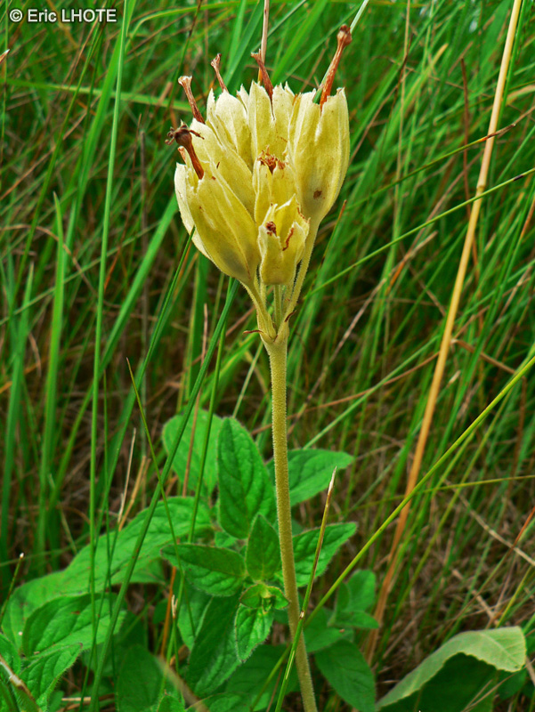 Primulaceae - Primula officinale, Primula veris - Primevère officinale, Primevère jaune, Blairette, Coucou, Coqueluche
