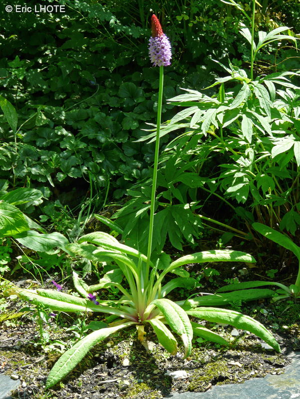Primulaceae - Primula vialii - Primevère du père Vial, Primevère des marais