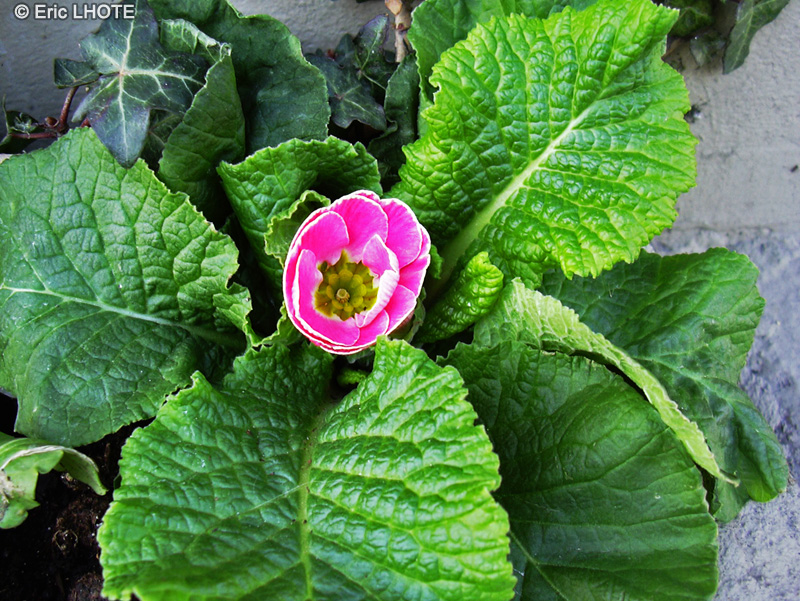 Primulaceae - Primula vulgaris, Primula acaulis - Primevère acaule, Primevère commune, Primevère sans tige