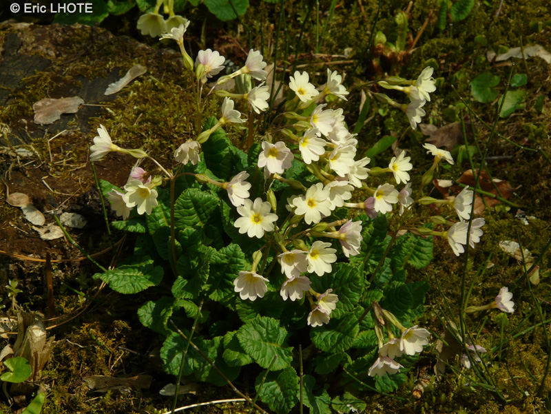 Primulaceae - Primula vulgaris x Elatior - Primevère hybride