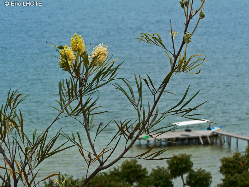 Proteaceae - Grevillea banksii - Chêne soyeux