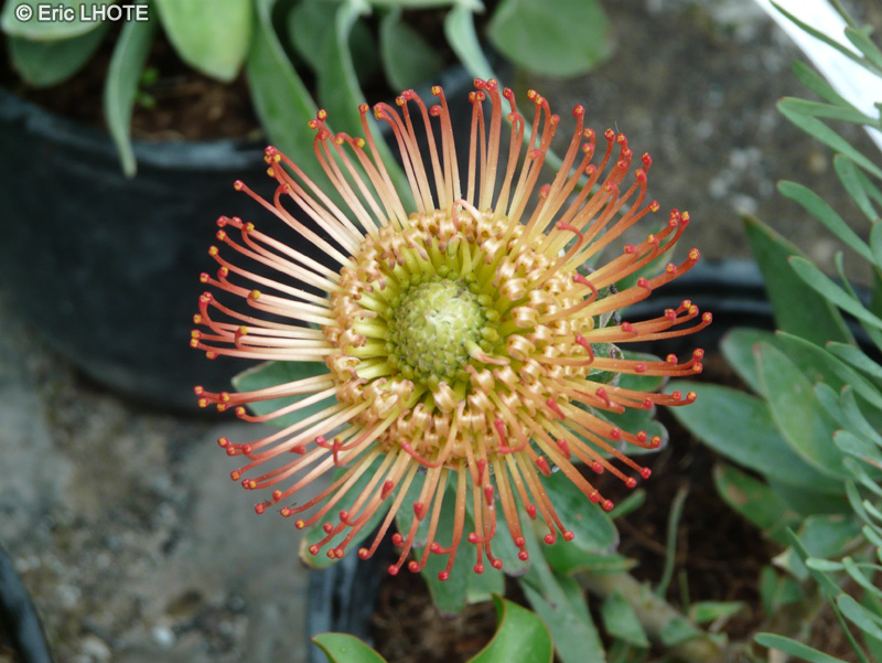  - Leucospermum cordifolium - 