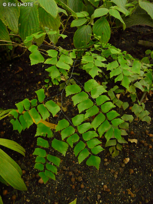 Pteridaceae - Adiantum trapeziforme - Cheveux de Vénus
