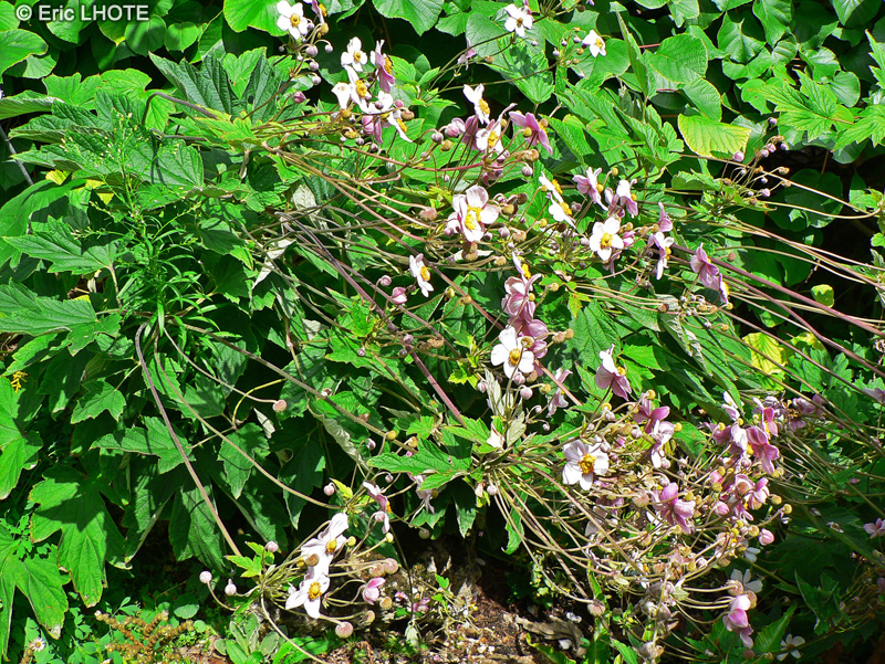 Ranunculaceae - Anemone hupehensis - Anémone d’automne, Anémone du Japon