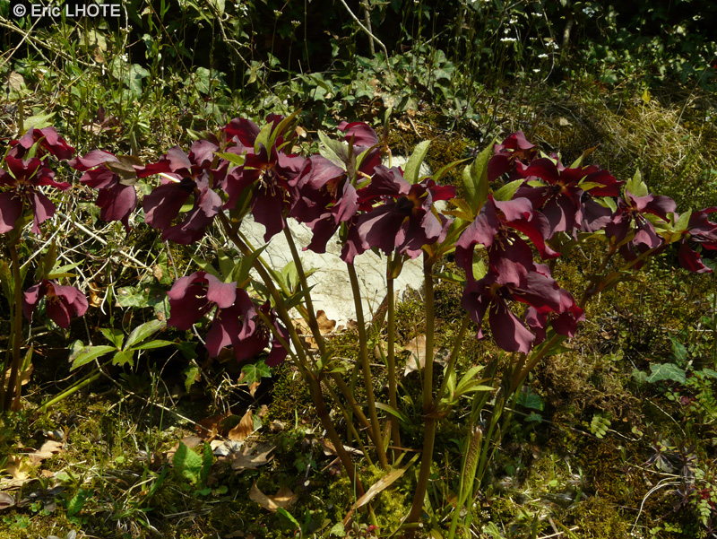 Ranunculaceae - Helleborus abschasicus - Hellébore de colchide
