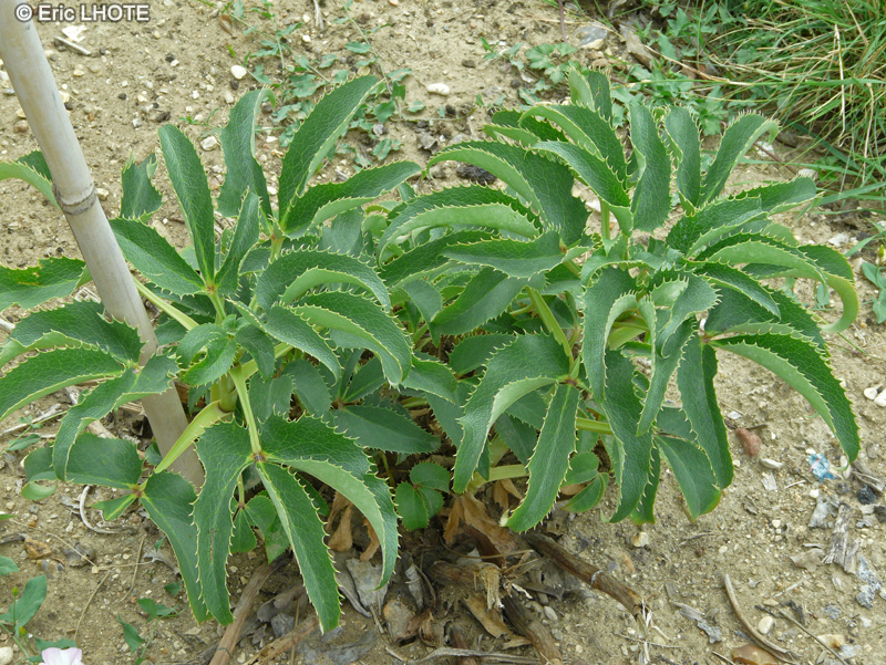 - Helleborus argutifolius, Helleborus lividus ssp. corsicus - 