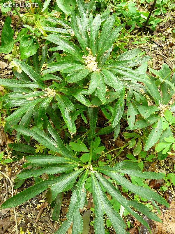 Ranunculaceae - Helleborus bocconei - Hellébore