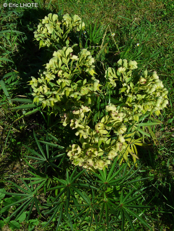 Ranunculaceae - Helleborus foetidus - Hellébore fétide, Pied-de-griffon