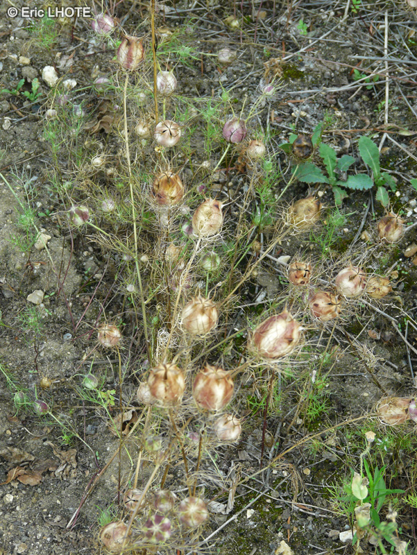 Ranunculaceae - Nigella sativa - Nigelle aromatique, Nigelle cultivée, Cumin noir