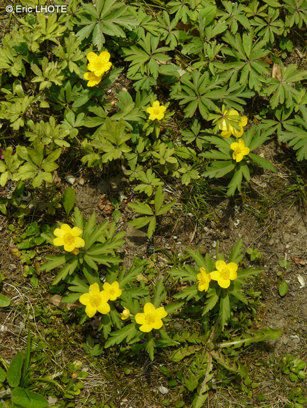 Ranunculaceae - Ranunculus hispidus - Renoncule hispide