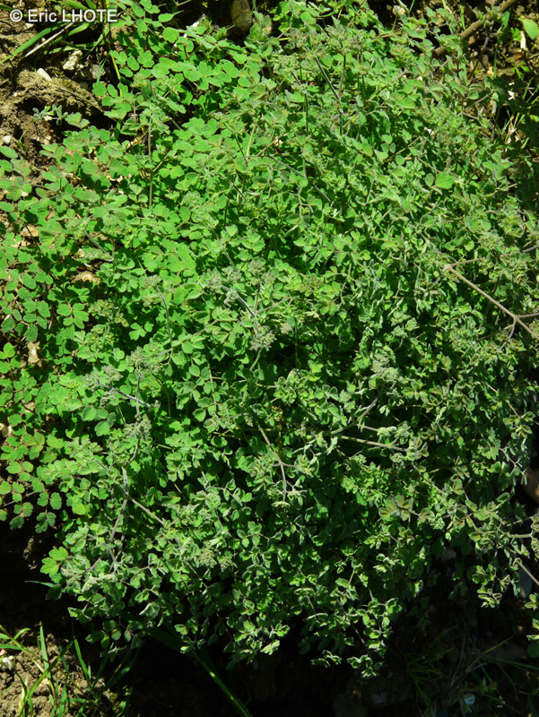 Ranunculaceae - Thalictrum minus - Petit Pigamon, Pigamon des dunes