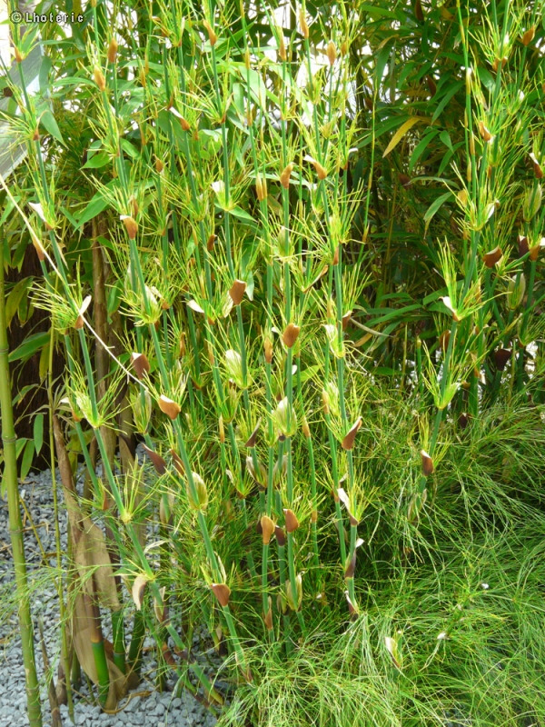 Restionaceae - Elegia capensis - Restio du cap, PrÃªle Restio