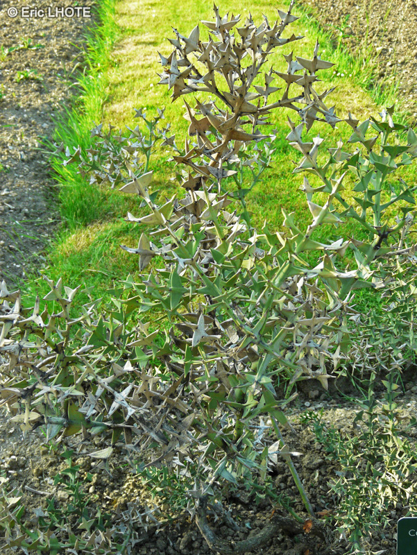 Rhamnaceae - Colletia paradoxa, Colletia cruciata - Collétie en forme de croix, Collétie croisette