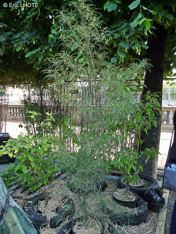 Rhamnaceae - Rhamnus frangula Asplenifolia - Bourdaine à feuilles d'Asplénie, Nerprun à feuilles d'Asplénie