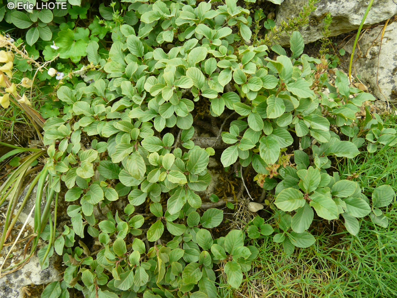 Rhamnaceae - Rhamnus pumila - Nerprun nain