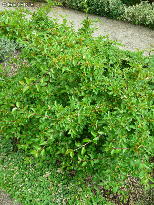 Rhamnaceae - Rhamnus taquetii - Neprun