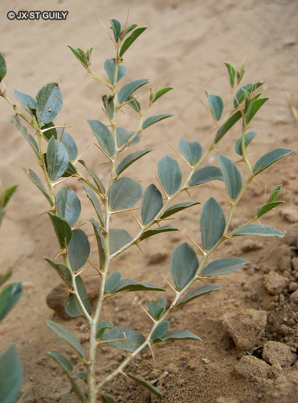 Rhamnaceae - Ziziphus mauritiana - Jujubier, Indian jujube