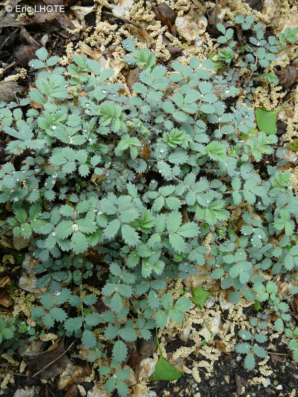 Rosaceae - Acaena caesiiglauca - Acéna