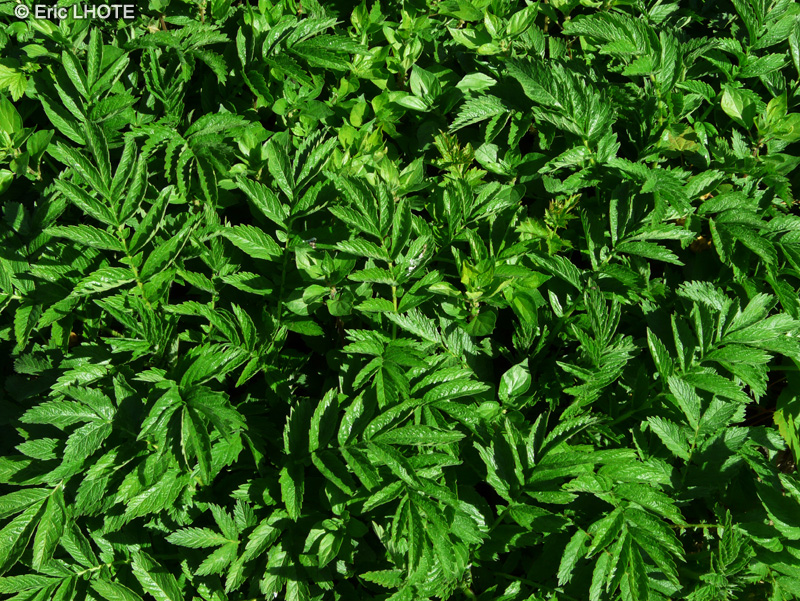 Rosaceae - Agrimonia procera - Aigremoine élevée, Aigremoine odorante